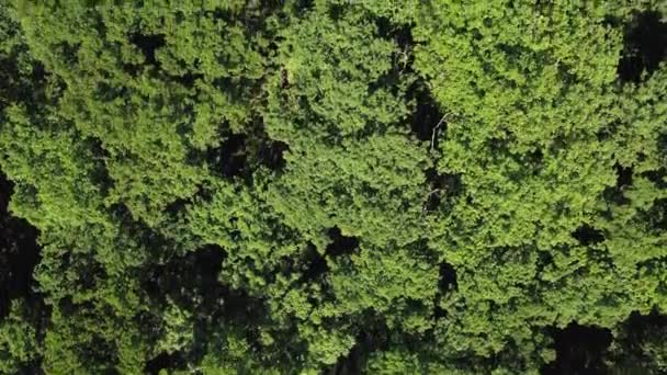 Drone Vole Dessus Des Arbres Verts Dans Les Bois Denses — Video