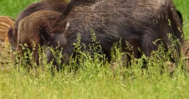 野猪在草地上吃草 — 图库视频影像