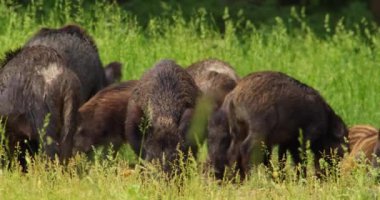 Yaban domuzları ve domuzlar uzun otların arasında mısır koçanı yiyorlar.