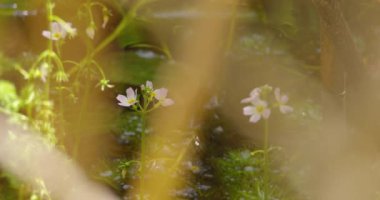 Beyaz kır çiçeklerinin gölün kıyısındaki sazlıklar arasındaki görüntüsü.