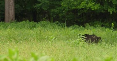 Bir yaban domuzu uzun otların arasında yürüyor, diğerleri onu takip ediyor.