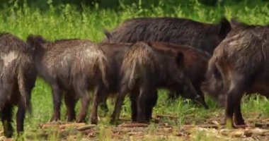 Yaban domuzlarının sesi ve domuzcukları çıplak mısır koçanı ve ot yiyorlar.