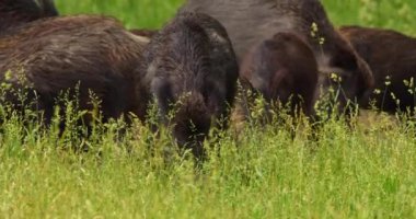 Çimenlerde otlayan yaban domuzlarının sesi
