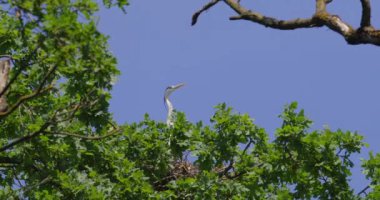 Yuvasında hareketsiz duran gri balıkçıl görüntüsü, hemen yukarıda bir diğeri uçarken ürkmüştü.