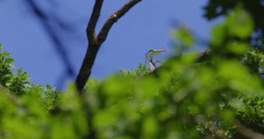 Mavi gökyüzüne karşı bir ağacın tepesinde duran gri balıkçıl.