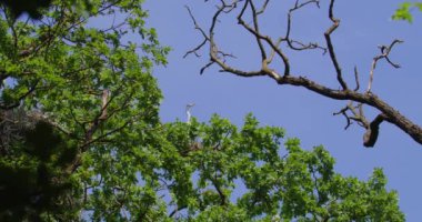 Düşük açılı gri balıkçıl bir ağacın tepesindeki yuvasında.