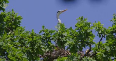 Ağaçların tepesindeki bir yuvada duran gri balıkçılın yan görüntüsü.