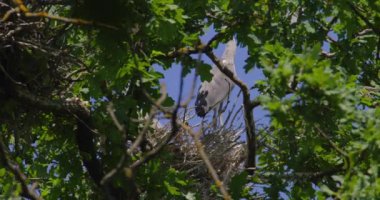 Mavi gökyüzüne karşı bir yuvada iki gri balıkçıl ağaçtaki bir delikte yakalandı.