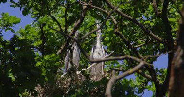 Ağaçların tepesindeki bir yuvaya tünemiş iki gri balıkçılın düşük açılı görüntüleri.