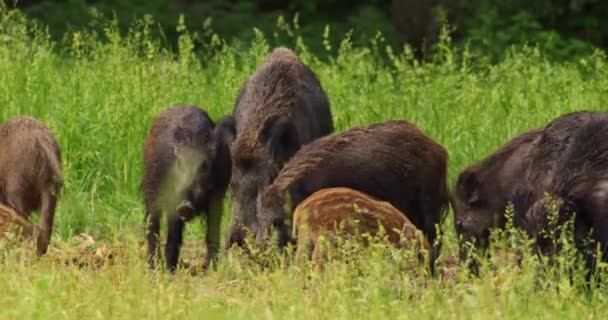 野猪和小猪在高高的草地上吃裸露的玉米芯 — 图库视频影像