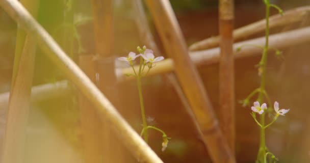 Szczelnie Ujęcie Dzikich Kwiatów Białymi Płatkami Oglądanymi Przez Trzcinę — Wideo stockowe