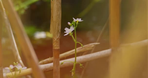 Nahaufnahme Weißer Wildblumen Die Leicht Wind Schwanken Und Durch Stöcke — Stockvideo
