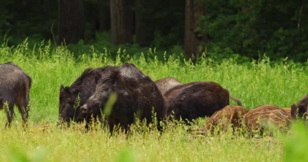 Zwarte Everzwijnen Hun Biggen Die Maïskolven Uit Grond Eten — Stockvideo