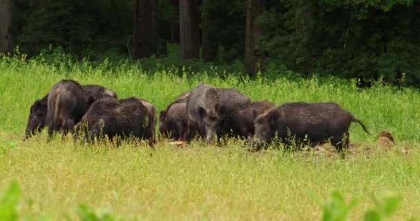 Das Echolot Der Wildschweine Und Ihrer Ferkel Die Nackte Maiskolben — Stockvideo