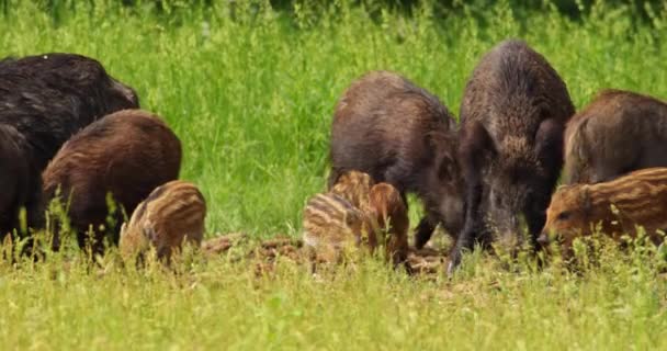 Wild Boars Piglets Eating Bare Corn Cobs Grass — Stock Video