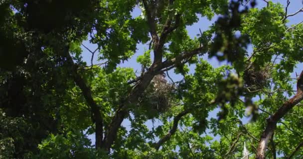 Nest Tree Canopy Two Gray Herons — Stock Video