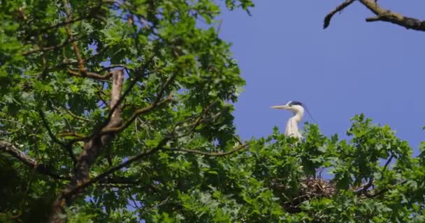 灰鲱鱼站在树梢上的一个鸟巢里 在蓝天下环顾四周 — 图库视频影像