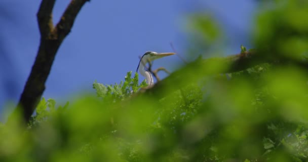 木の上に立っている灰色のヘロンは 葉を介して捕らえられた青い空に向かって — ストック動画