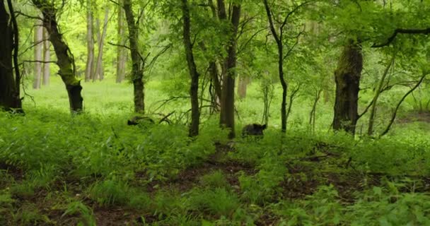 Dva Kanci Ukrytí Trávě Zelených Lesích Svěžím Listím Jaře — Stock video