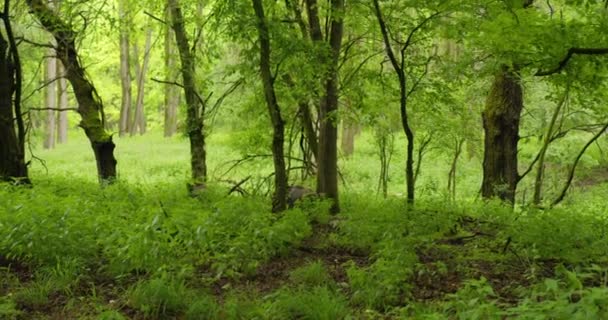 Brett Vinkel Skott Familj Vildsvin Promenader Genom Gröna Skogar — Stockvideo