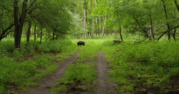 Dva Kanci Jeho Selaty Procházejí Zeleným Lesem Polní Cestě — Stock video