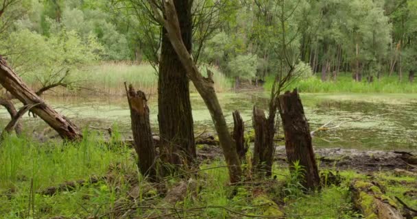 森に覆われた池の端に立っている壊れた腐敗した木々 — ストック動画
