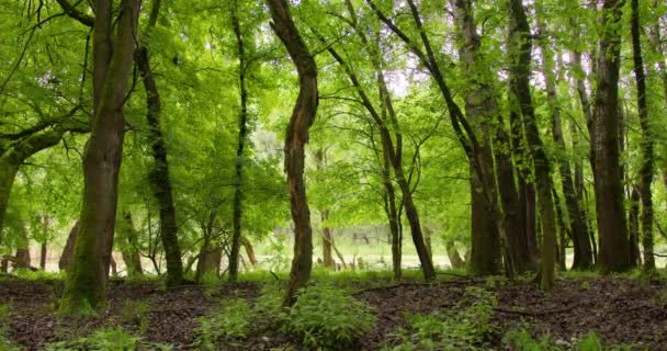 Belo Tiro Madeiras Densas Verdes Capturadas Por Trás Tronco Árvore — Vídeo de Stock