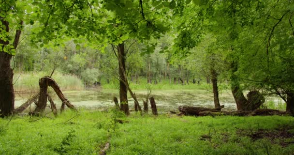 Árvores Quebradas Alinham Costa Lago Parado Floresta Rodeado Com Juncos — Vídeo de Stock
