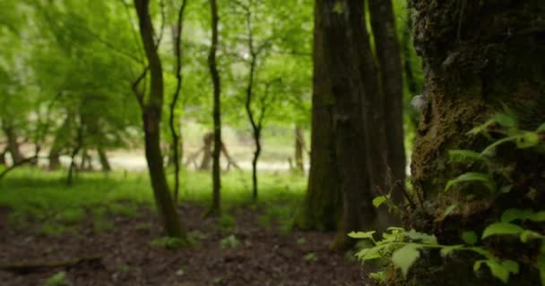 Nagranie Wolnego Ruchu Lesie Przez Drzewa Kierunku Zbiornika Wodnego — Wideo stockowe