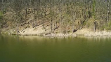 Sırbistan 'da Bela reka gölünün kıyısındaki orman mavi gökyüzünün altında
