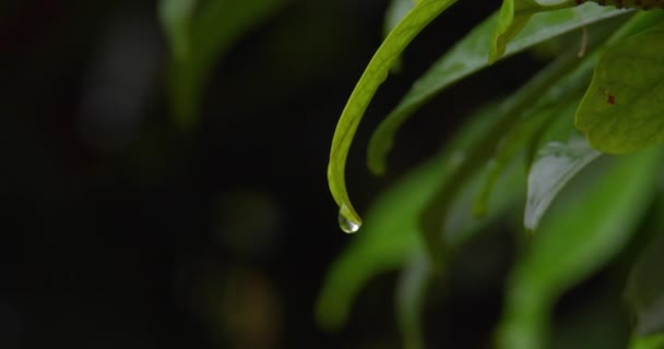 Κοντινό Πλάνο Της Σταγόνας Βροχής Στην Άκρη Ενός Πράσινου Φύλλου — Αρχείο Βίντεο