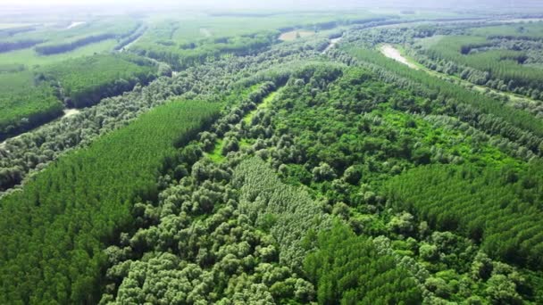 Gran Bosque Con Diferentes Tipos Árboles Vistos Desde Punto Vista — Vídeos de Stock
