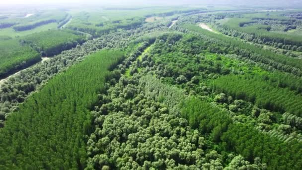 Vista Aérea Lago Escondido Los Bosques Cubiertos Plantas Acuáticas Verdes — Vídeo de stock