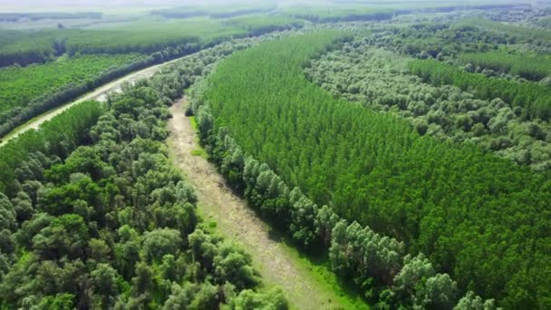 Aerial View Lush Green Landscape Covered Trees — Stock Video