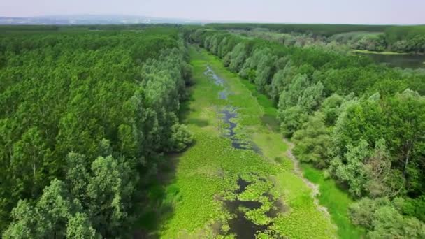 Let Dronem Nad Řekou Uprostřed Lesa Pokrytého Duckweedem — Stock video