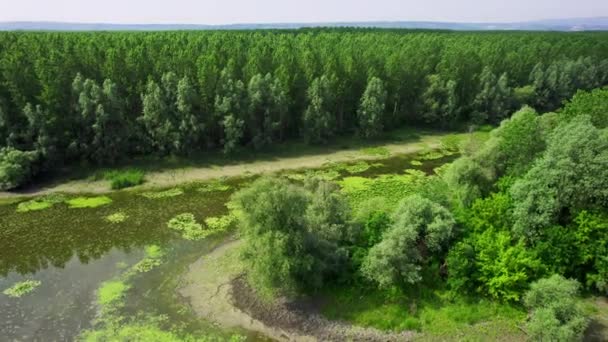 Dron Létá Kolem Jezera Pokrytého Vodními Rostlinami Uprostřed Lesa — Stock video