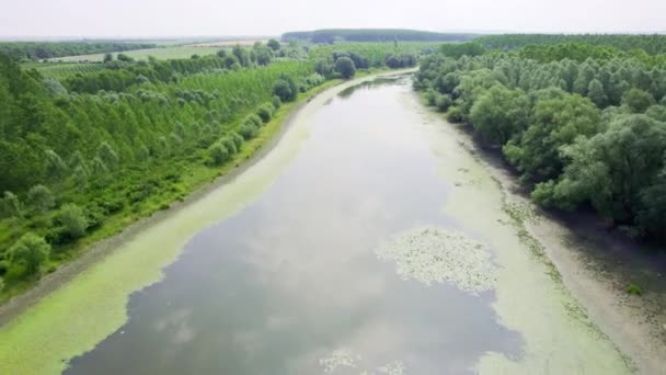 Let Dronem Nad Řekou Obklopenou Lesy — Stock video