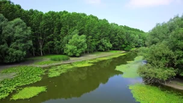 Schöne Drohnenaufnahmen Von Grünen Bäumen Die Einen Fluss Mit Wasserlinsen — Stockvideo
