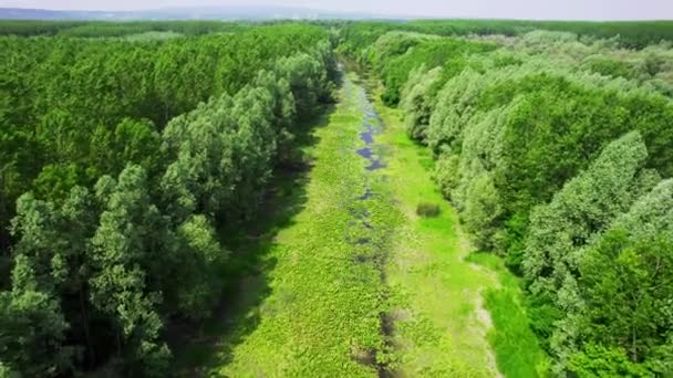 Dron Klesající Směrem Vodním Rostlinám Hladině Řeky Lese — Stock video