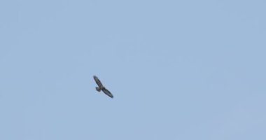 Açık mavi gökyüzünde uçan bir kartal