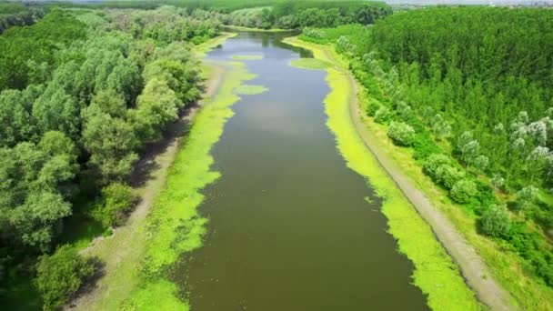 Let Dronem Nad Řekou Pokrytý Vodními Rostlinami Lemovanými Lesy — Stock video