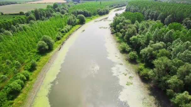 Dron Létá Nad Řekou Pokrytý Vodními Rostlinami Lemovanými Lesy — Stock video