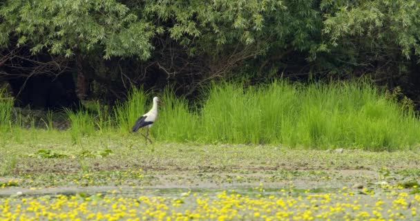 在池塘边泥泞的土地上散步的鹤 — 图库视频影像