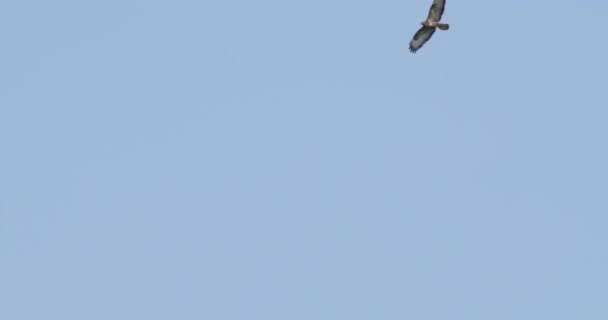 澄んだ青空を飛んでいる鳥の低い角度映像 — ストック動画