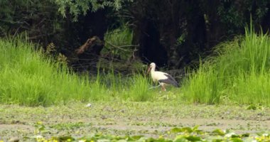Uzun otlarda yiyecek arayan bir leylek.