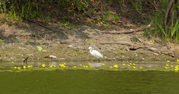 Une Petite Aigrette Réveille Travers Lac Recouvert Fleurs Jaunes — Video