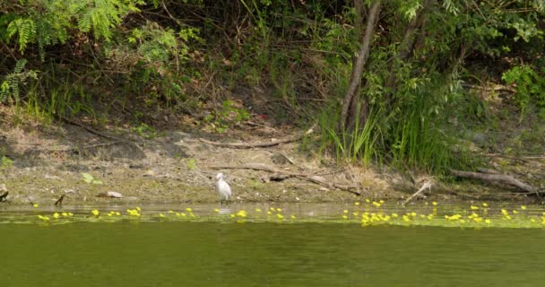 Küçük Bir Balıkçıl Sarı Çiçeklerle Dolu Gölete Giriyor — Stok video