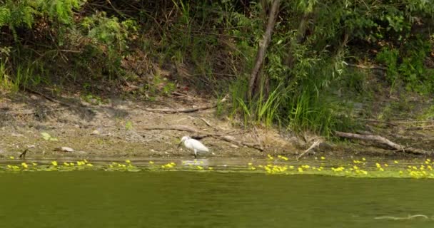 Beyaz Balıkçıl Sarı Çiçeklerle Kaplı Gölde Yürüyor — Stok video