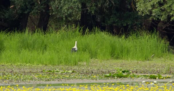 食べ物を探している湖岸の背の高い草を歩くストーク — ストック動画