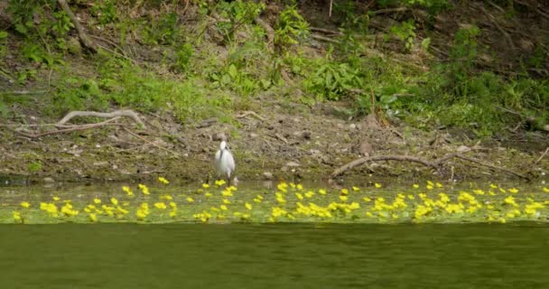 Pequeño Puesto Garzas Estanque Junto Las Flores Amarillas Flotando Tiempo — Vídeos de Stock